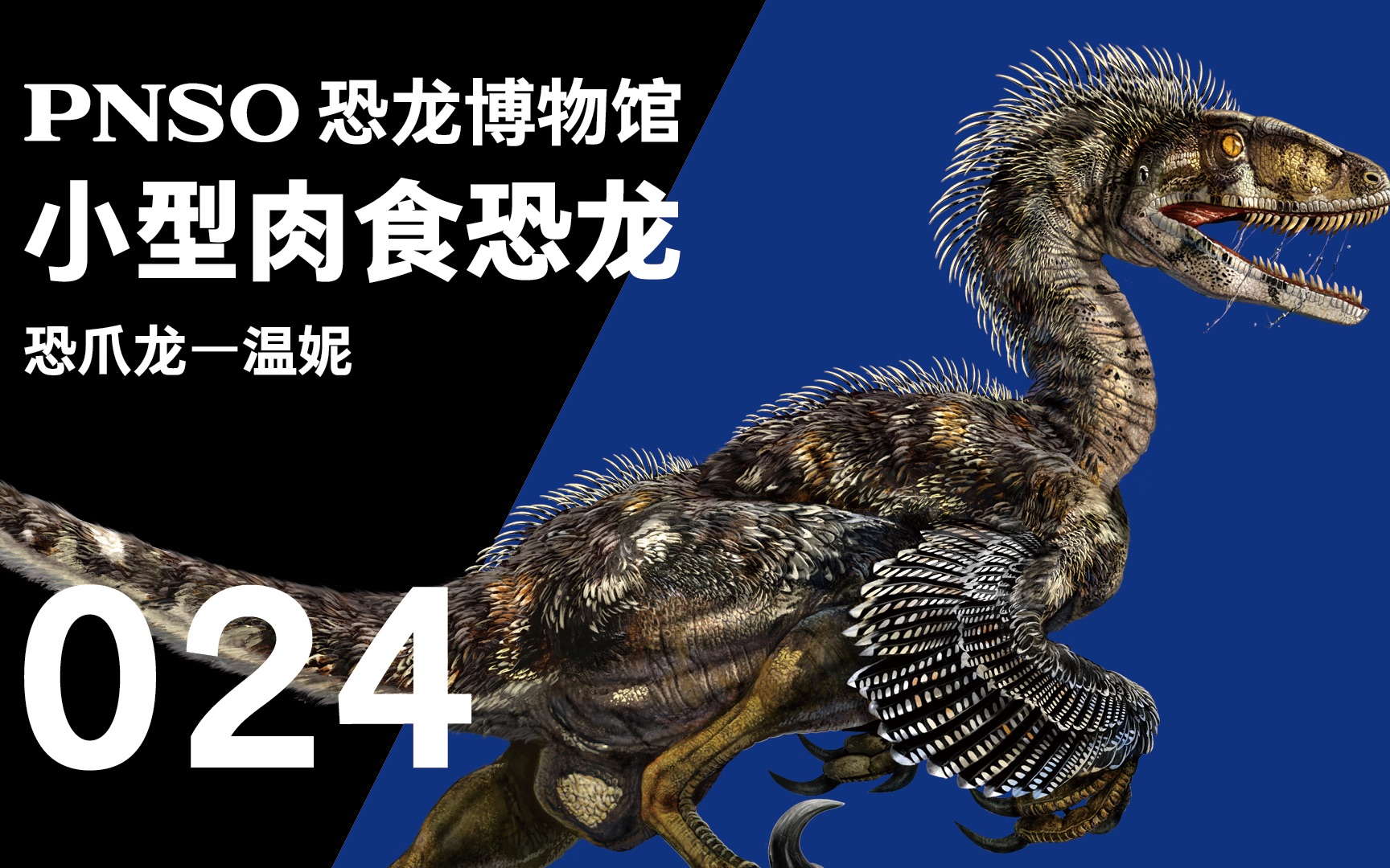 pnso恐龙博物馆 三分钟带你认识一种恐龙—恐爪龙温妮