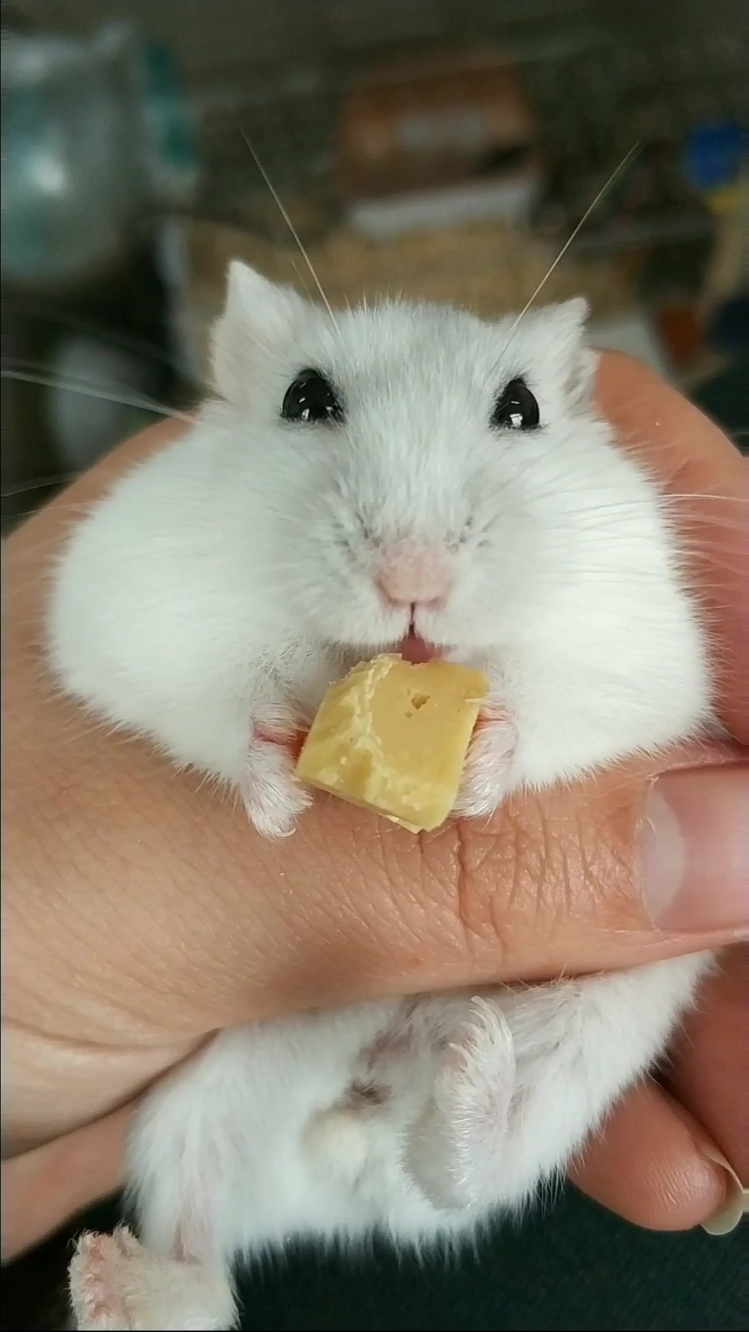 【仓鼠】萌妹子吃奶酪n(*≧▽≦*)n