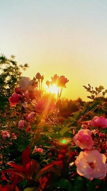 70年代朝鲜电影《卖花姑娘》主题曲#卖花姑娘 #赏花94听音乐90