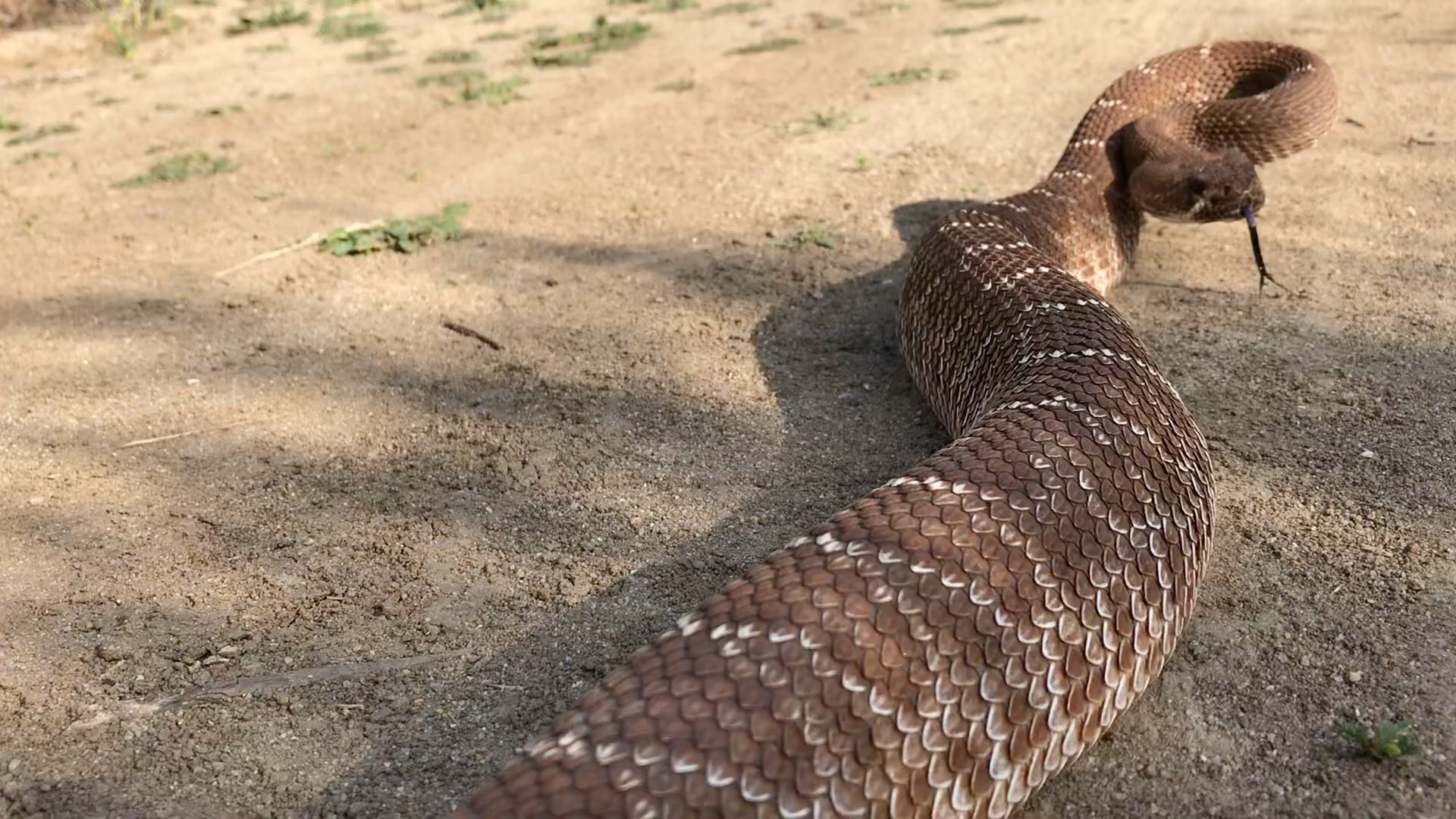 红菱斑响尾蛇:不要嫉妒我的的英姿飒爽,帅气逼人!