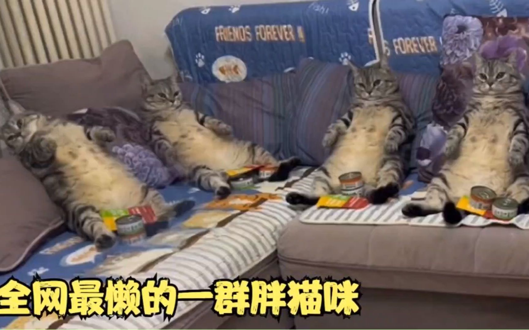 [图]肉肉：全网最会摆烂的猫咪，吃了睡睡了吃长得像小猪一样