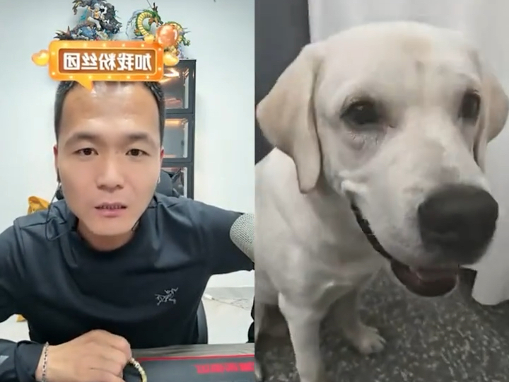 潘宏面对爱咬人的狗狗-潘宏爱找狗-潘宏爱找狗-哔哩哔哩视频