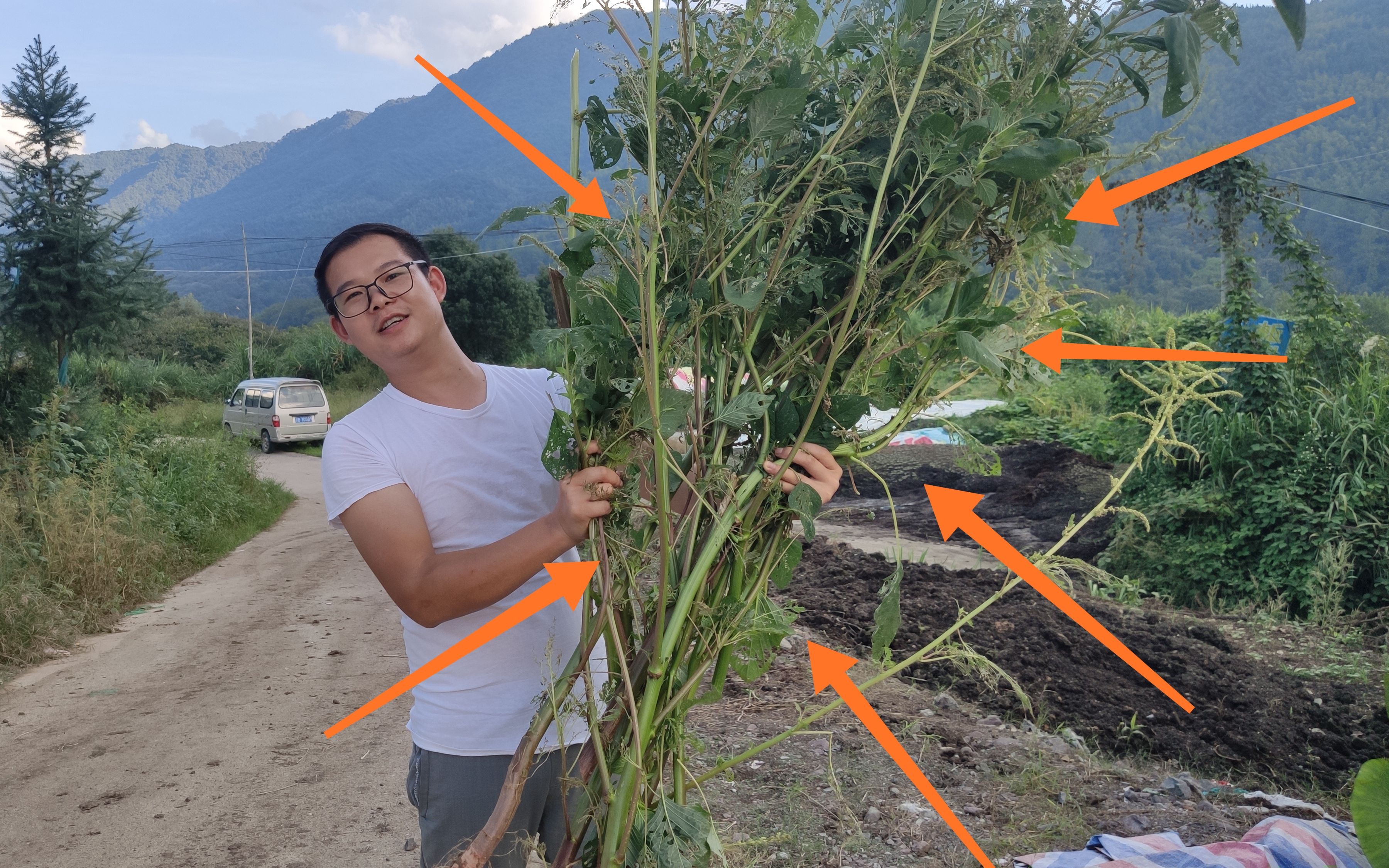 野莧菜梗醃臭菜,奇臭無比,味道卻鹹臭鮮香,浙江紹興人的最愛_嗶哩嗶哩