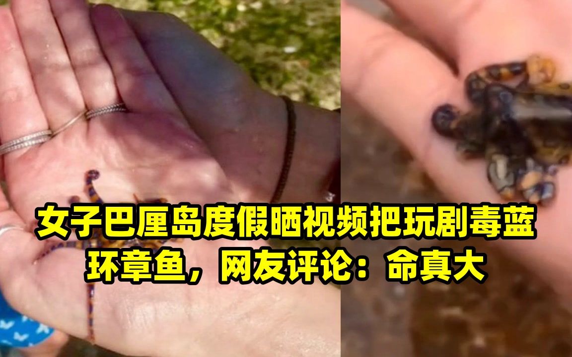 被蓝环章鱼咬了图片