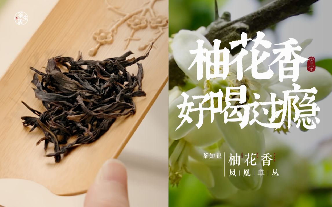 [图]将柚花香封印在茶中，香气优雅高扬，不是花茶却胜似花茶