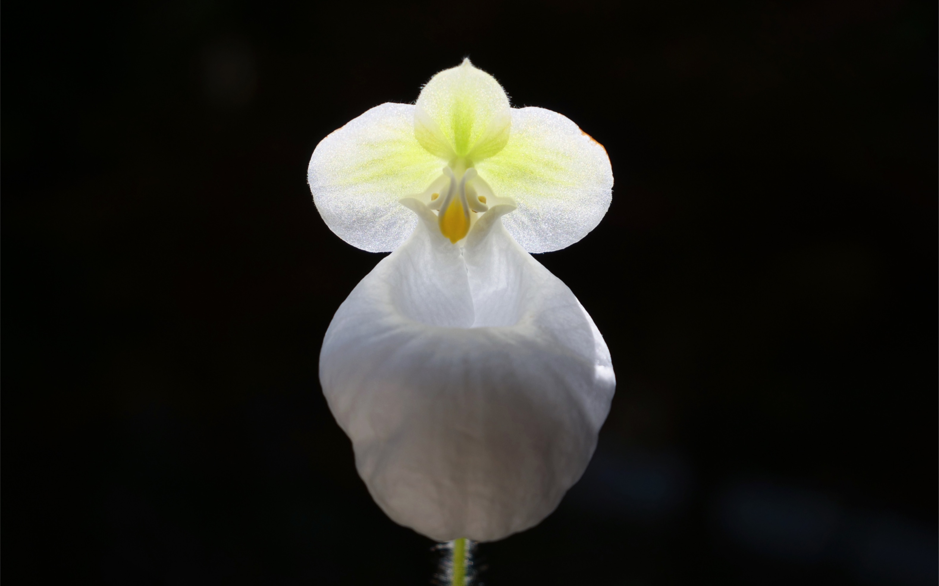 收藏的硬叶兜兰素花个体