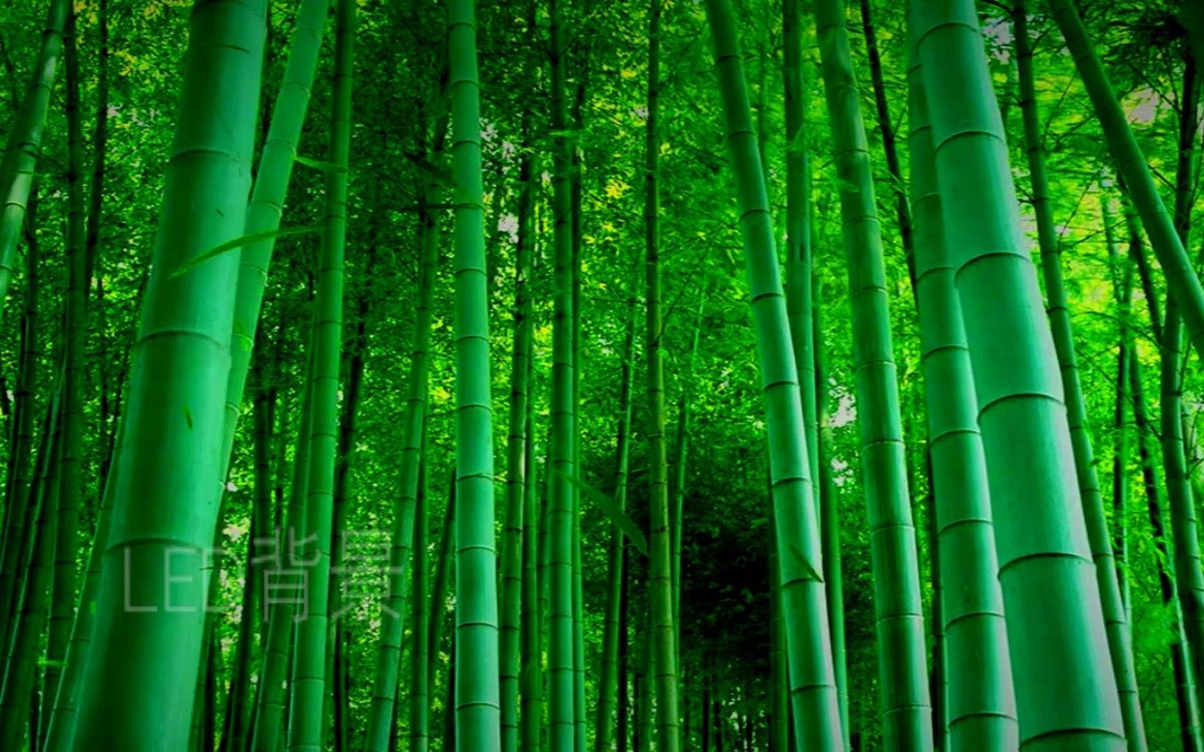 素材 c485绿色竹林翠竹竹叶飘落歌舞表演开学毕业晚会节目舞台led视频