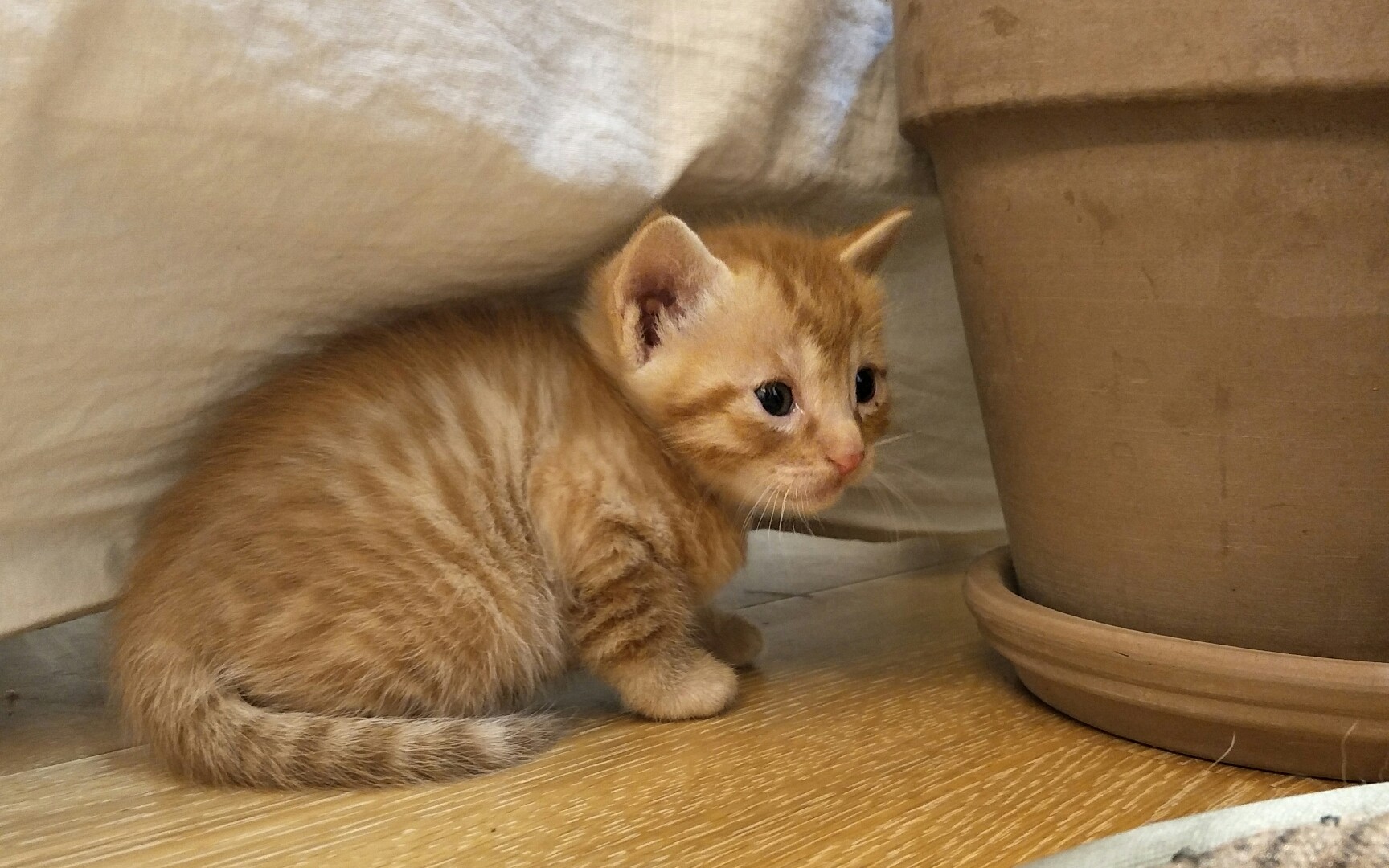 【橘猫宝宝】吸猫过量而亡的幸福感,遗憾独享.小猫咪太多了,吸不过来