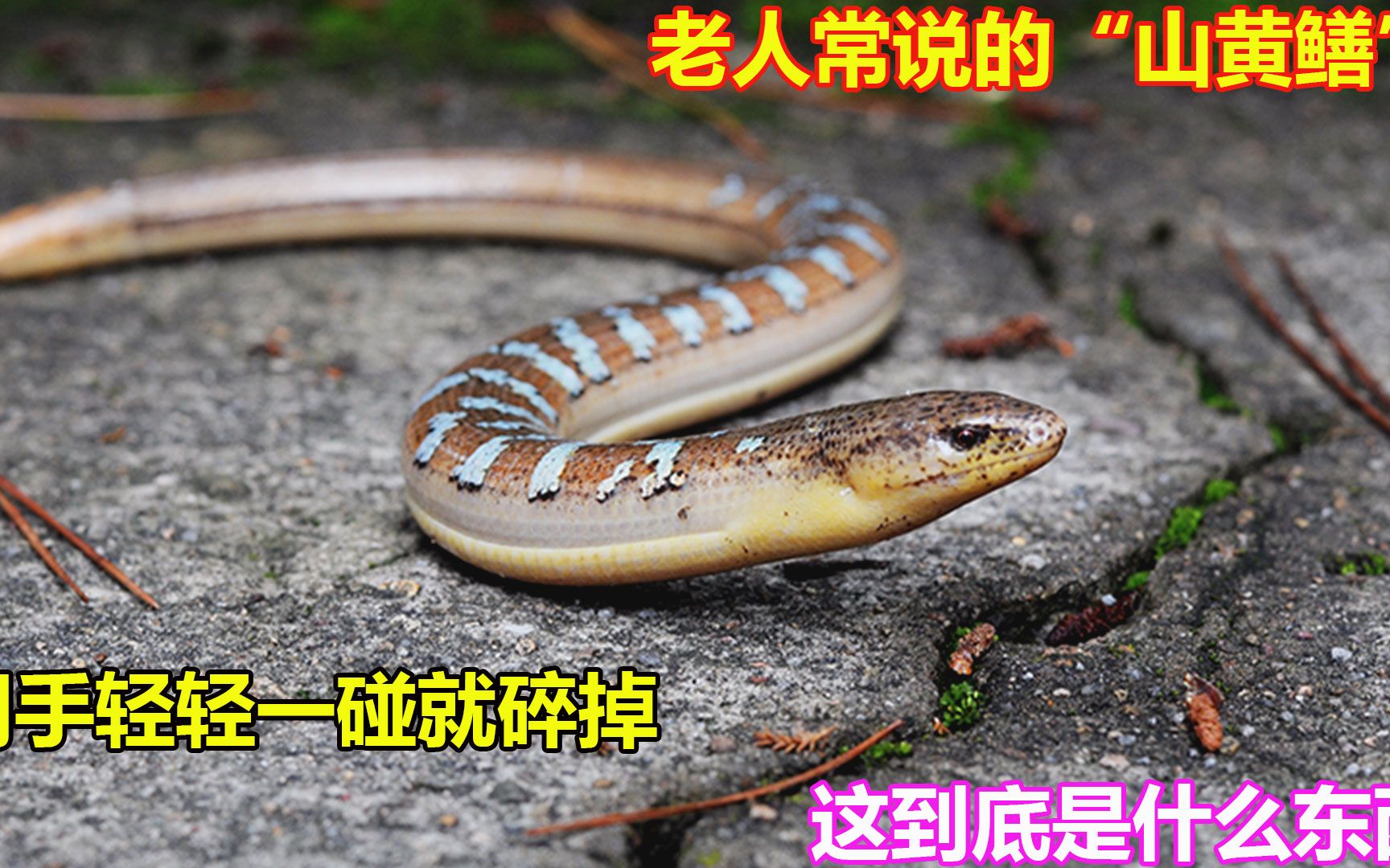 老人常说的“山黄鳝”，用手轻轻一碰就碎掉，这到底是什么东西？