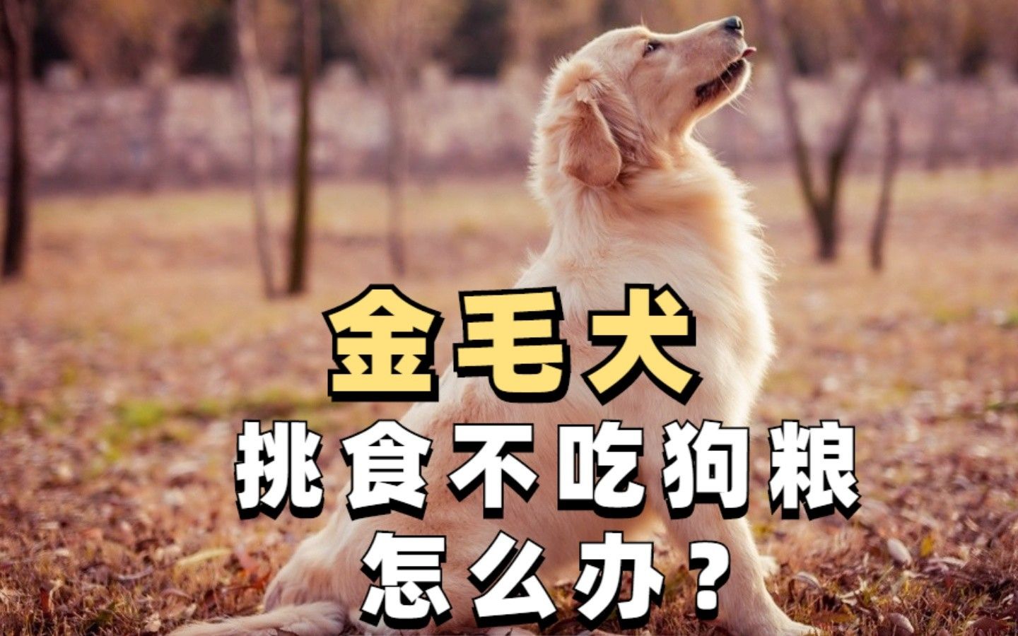 金毛犬挑食不吃狗粮吃什么合适?狗粮推荐