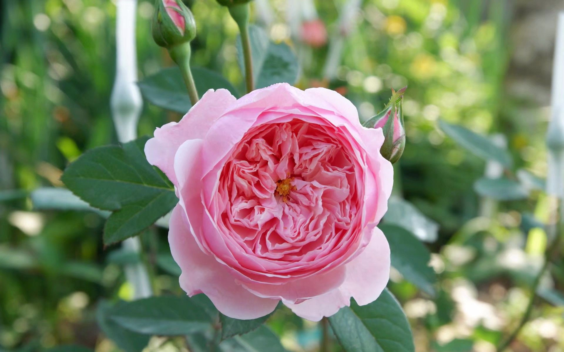 【植物】月季——阿尼克城堡_哔哩哔哩 (゜-゜)つロ 干杯~-bilibili