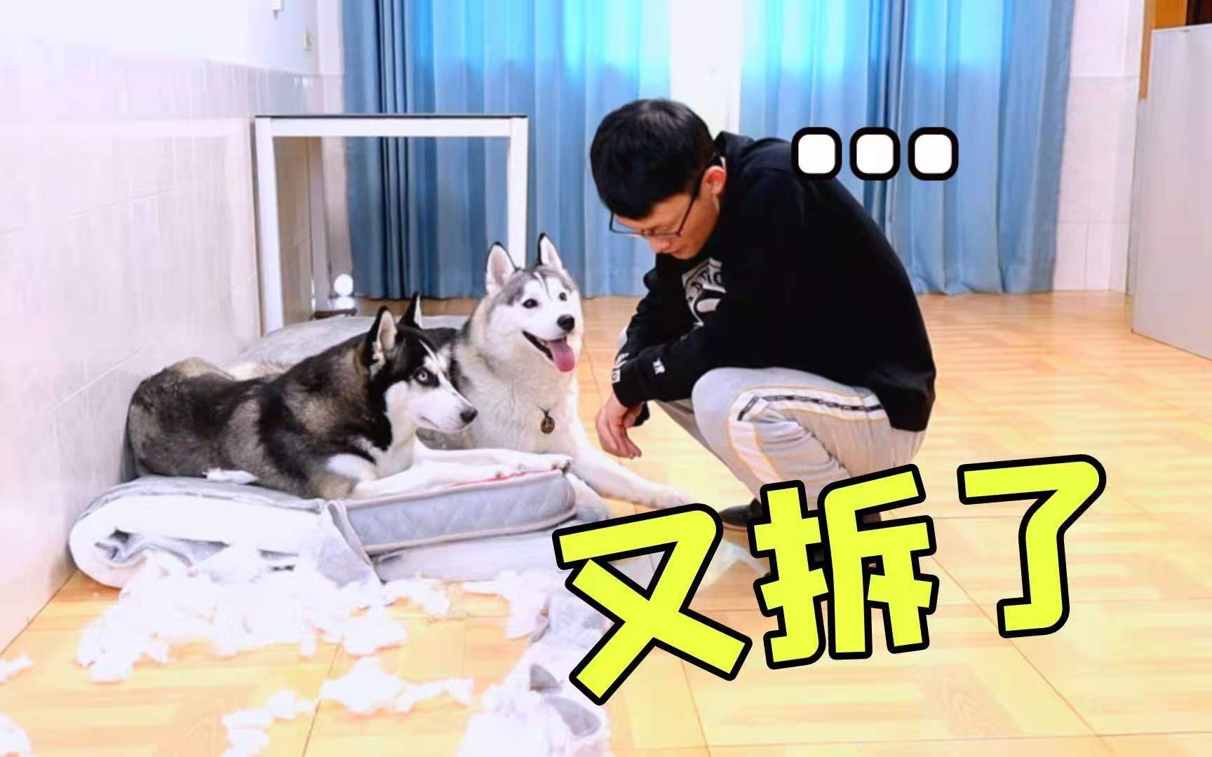 干啥啥不行,拆家第一名!_哔哩哔哩_bilibili