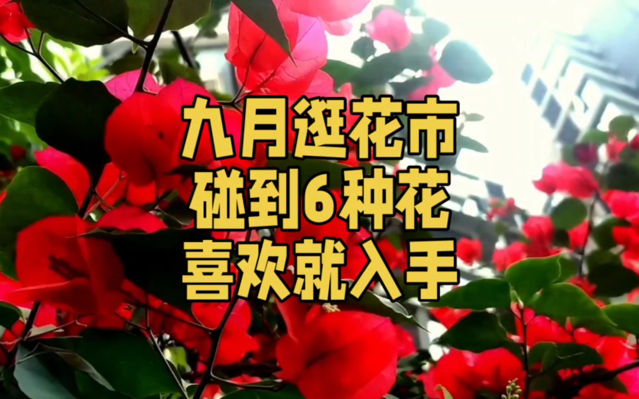 9月逛花市碰到6种花,喜欢就可入手,让你整个秋季都有花可赏哔哩哔哩bilibili