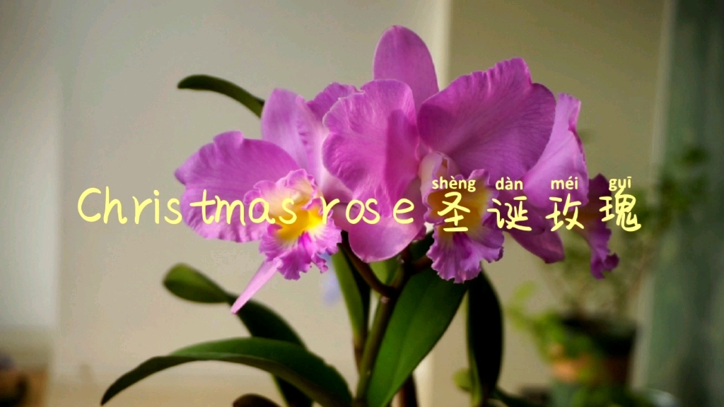 [图]兰花 Christmas rose 圣诞玫瑰开啦