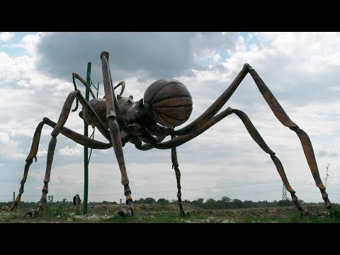 世界上最大的蚂蚁图片图片