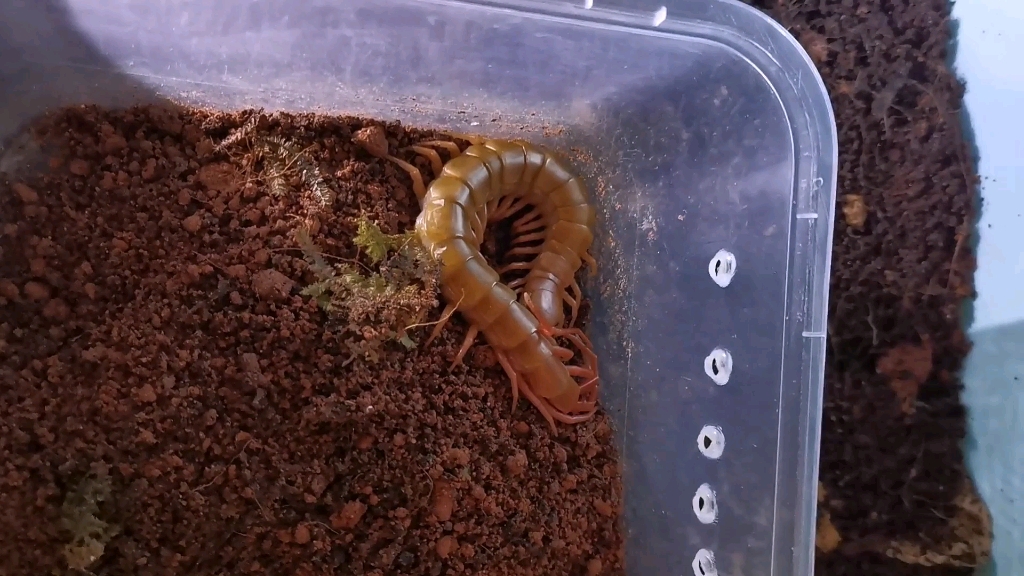 红龙蜈蚣捕食一只小蟋蟀