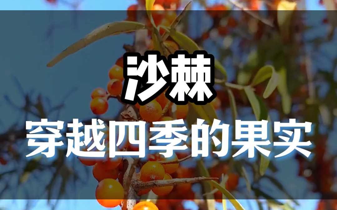 穿越四季的果实沙棘哔哩哔哩bilibili