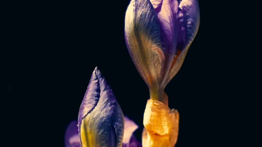 [图]花了三个晚上才成功拍到完整鸢尾花的开花过程