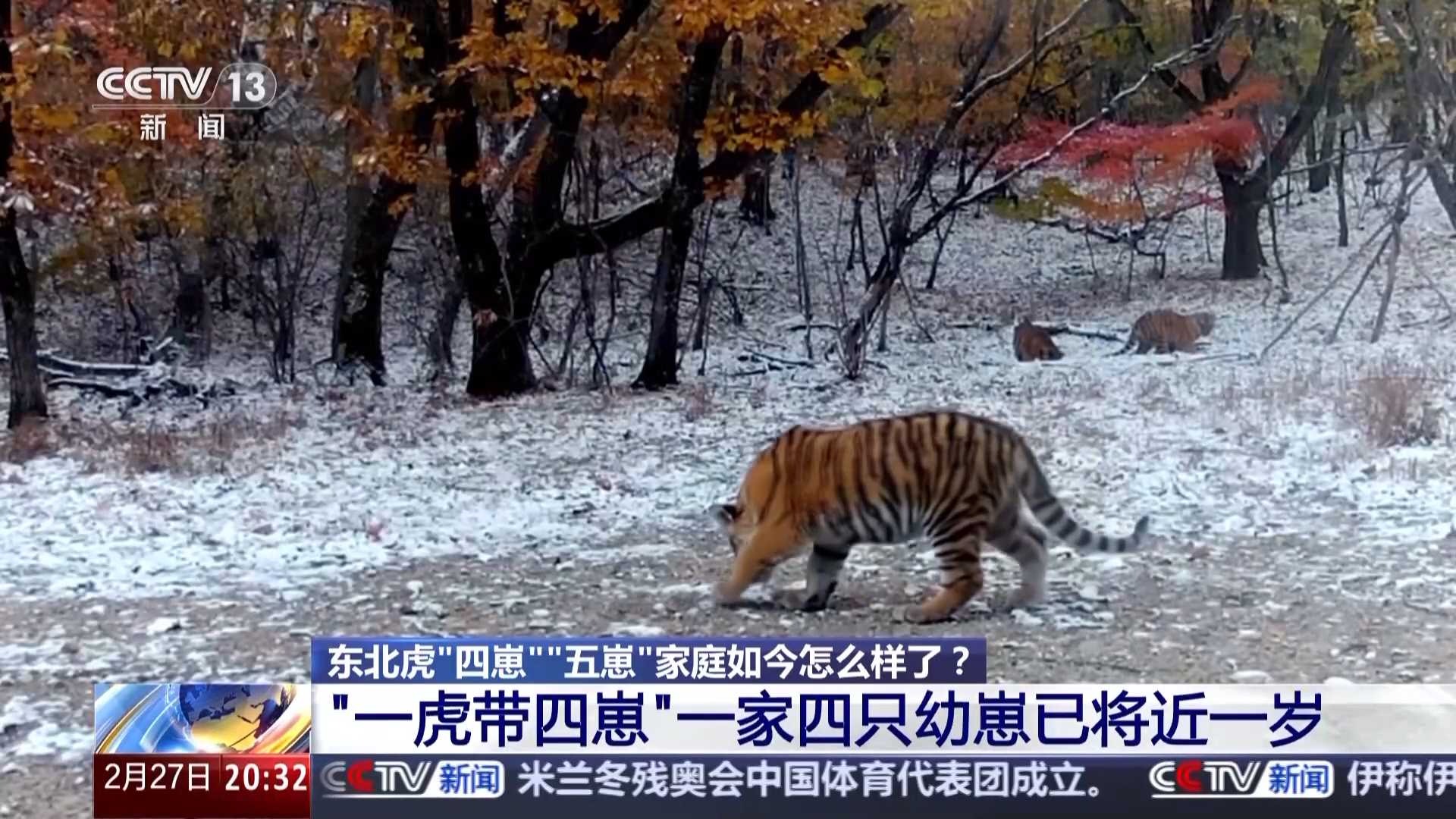 “一虎带五崽”最新画面来了 专家发现虎妈与“四崽”虎妈是母女