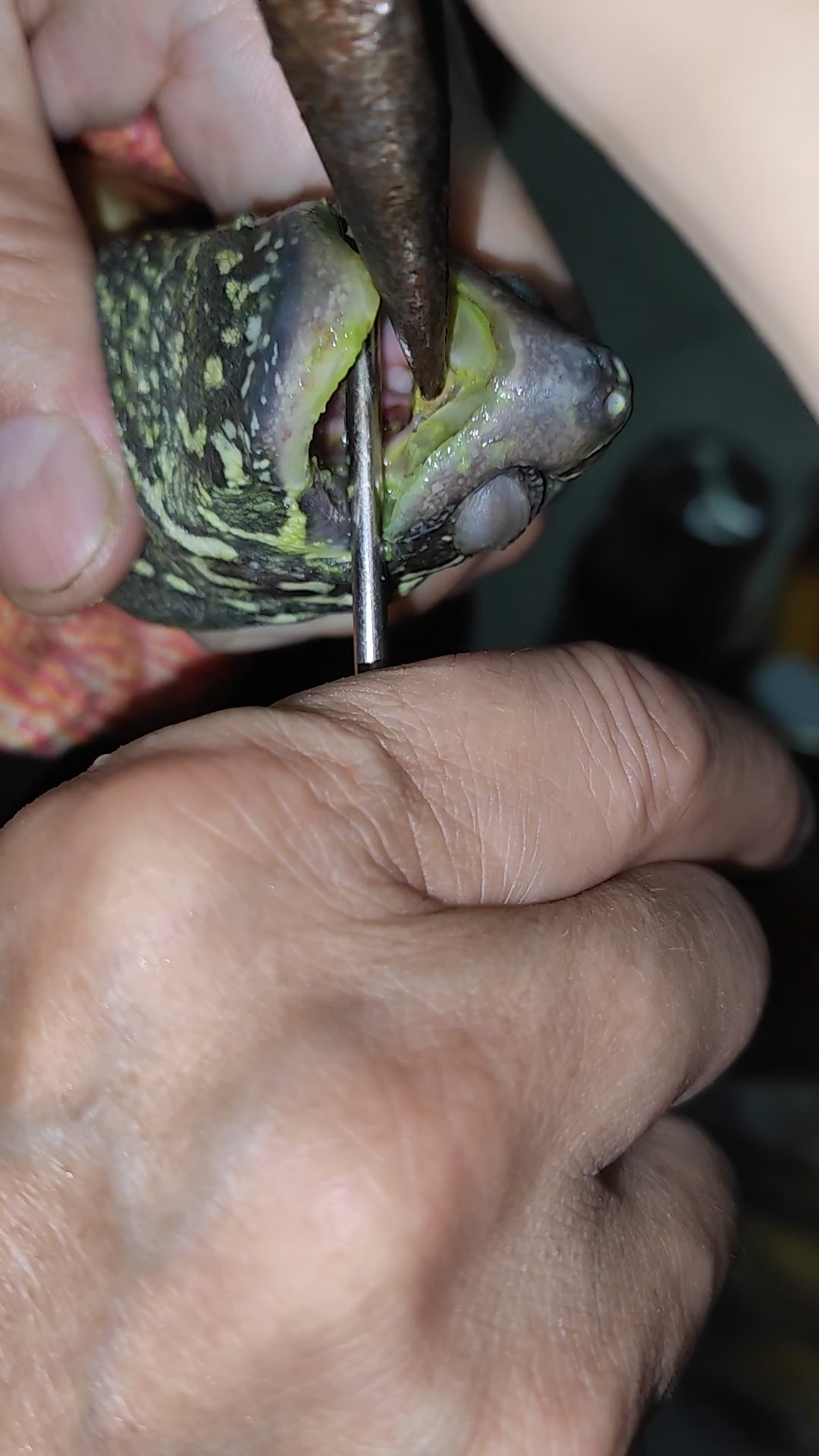 乌龟口腔炎图片