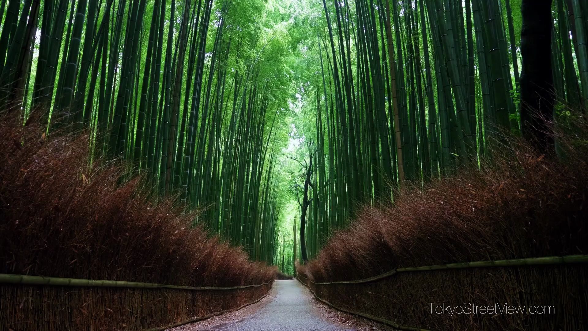 雨天一个人日本京都的岚山竹林arashiyamakyoto