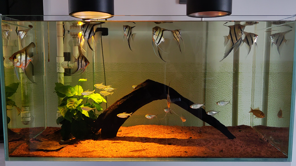 南美鱼缸,神仙鱼,燕鱼_哔哩哔哩_bilibili