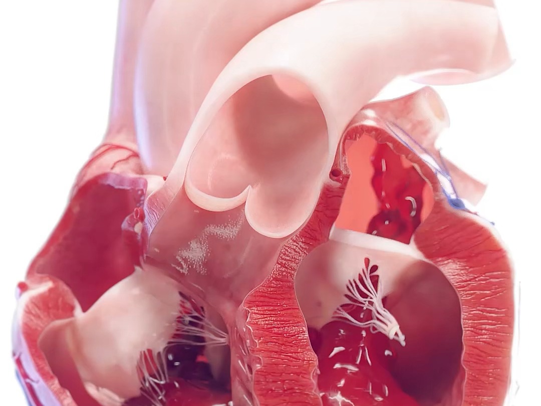 人体心脏三维动画解剖