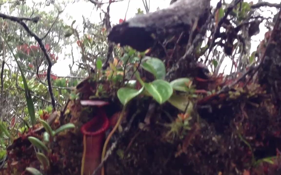 [图]【搬运】登顶土鲁斯马迪山前的最后30分钟！探寻猪笼草的故乡