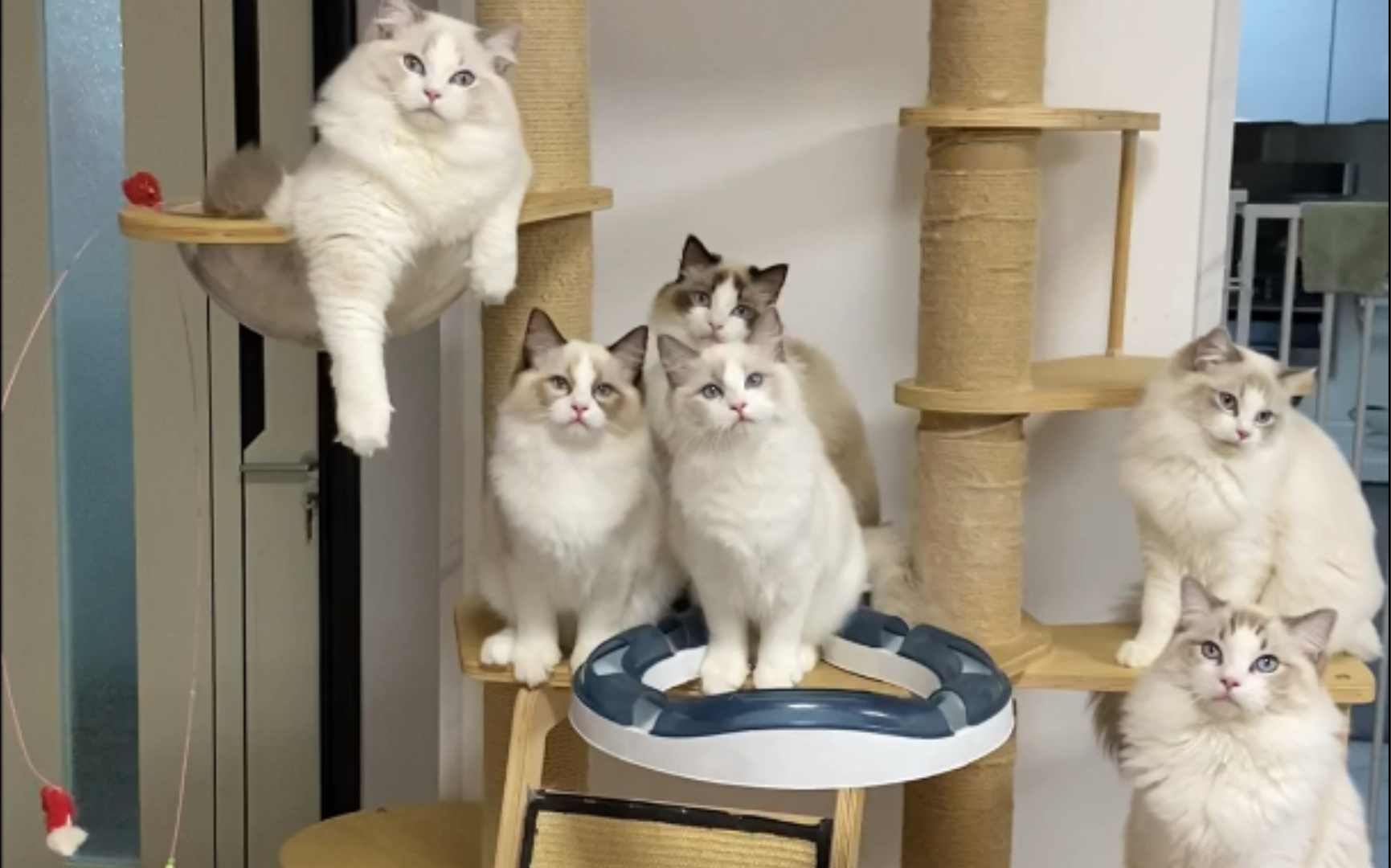 【布偶猫舍】花名册