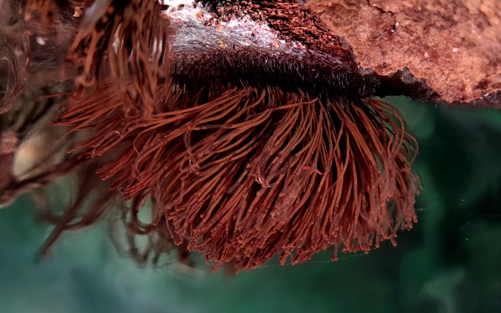 发网菌——摄于广州凤凰山