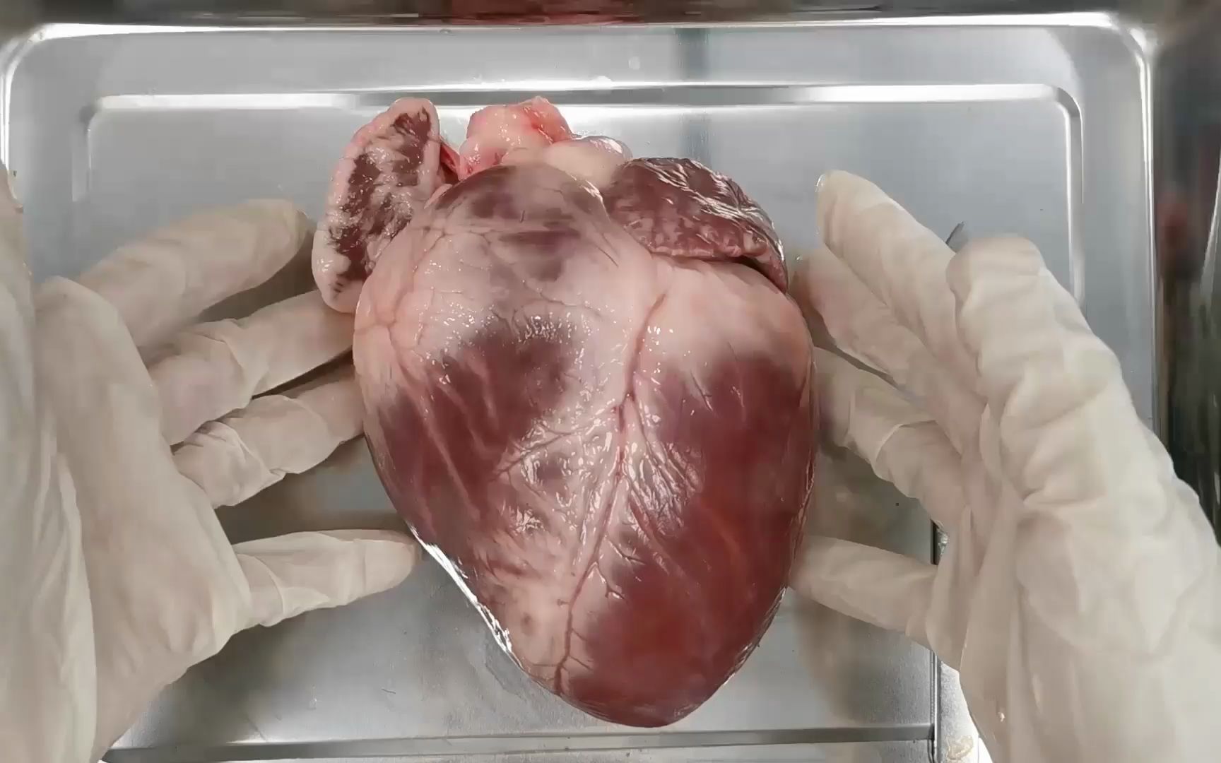 猪心脏构造图片