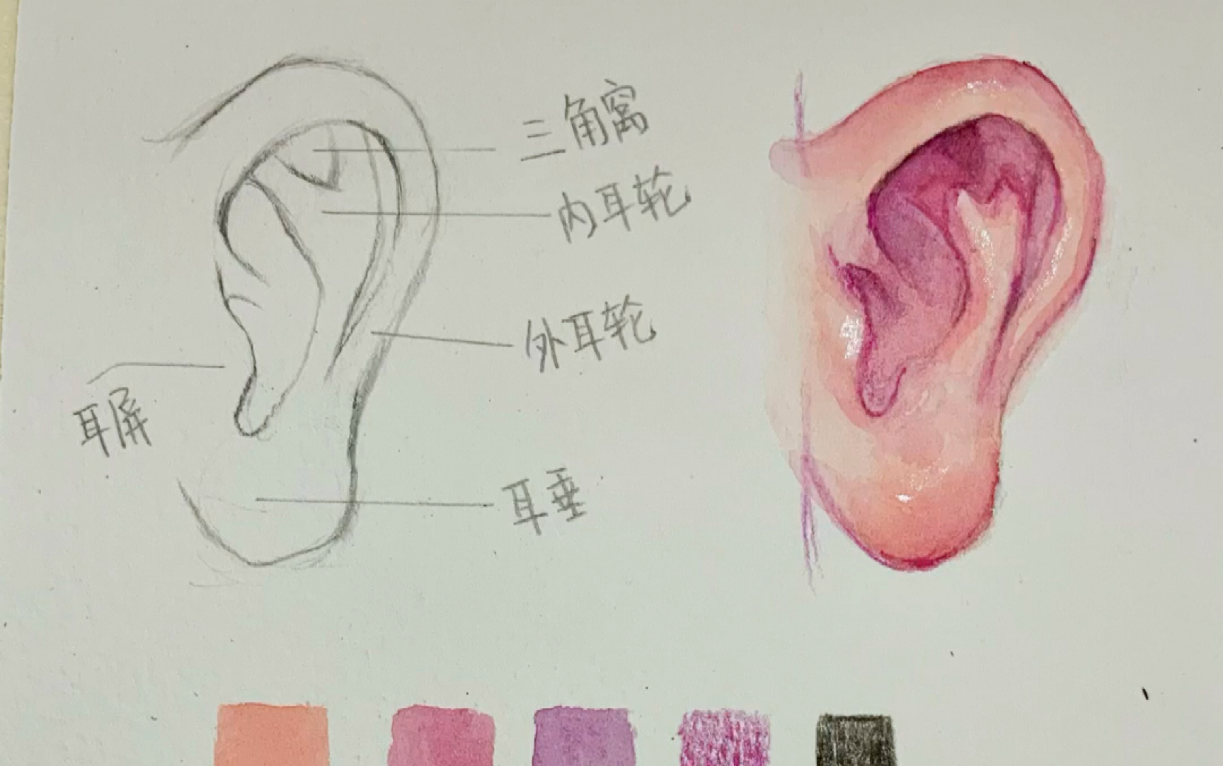 超详细|一分钟学会水彩耳朵画法(线稿到上色)