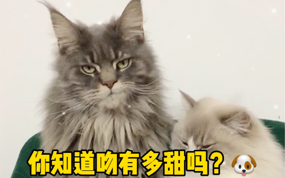 [图]霸总猫和小娇妻恩爱日常～酸到你了吗？