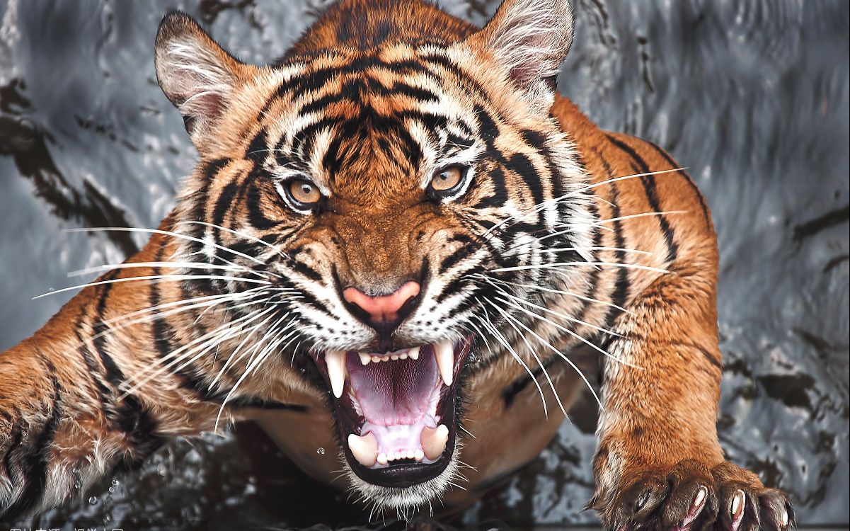 中国也有泰拳高手,他们谁才是中国泰拳第一人?