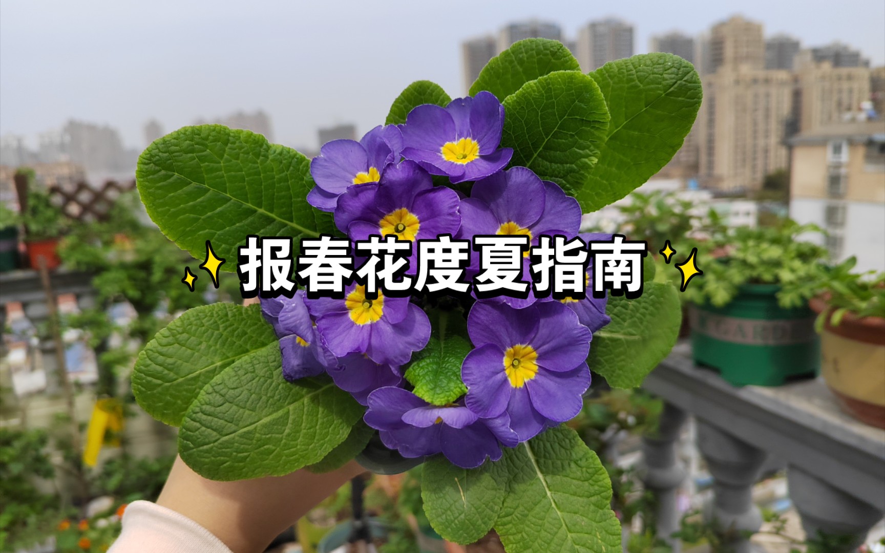 [图]报春花 度夏指南｜花后如何处理