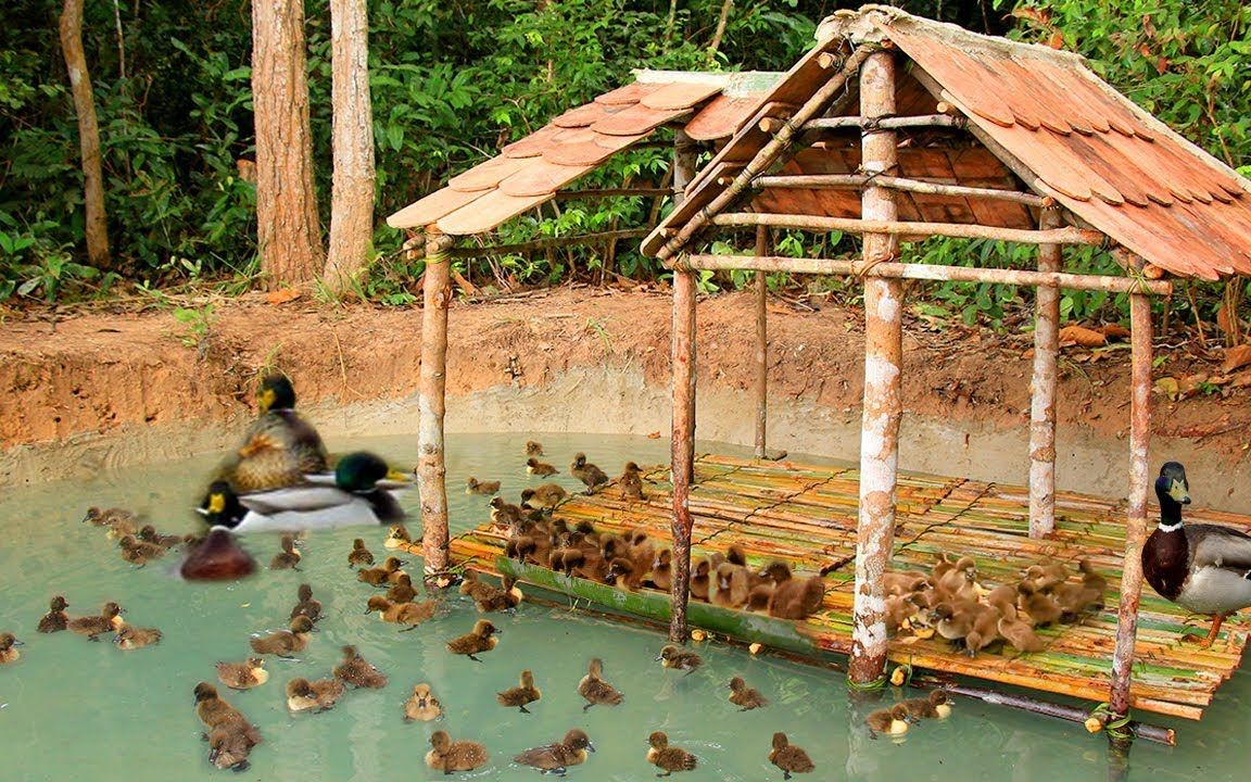 农村大叔野外养鸭子,并为小鸭子建游泳池和漂亮的小房屋