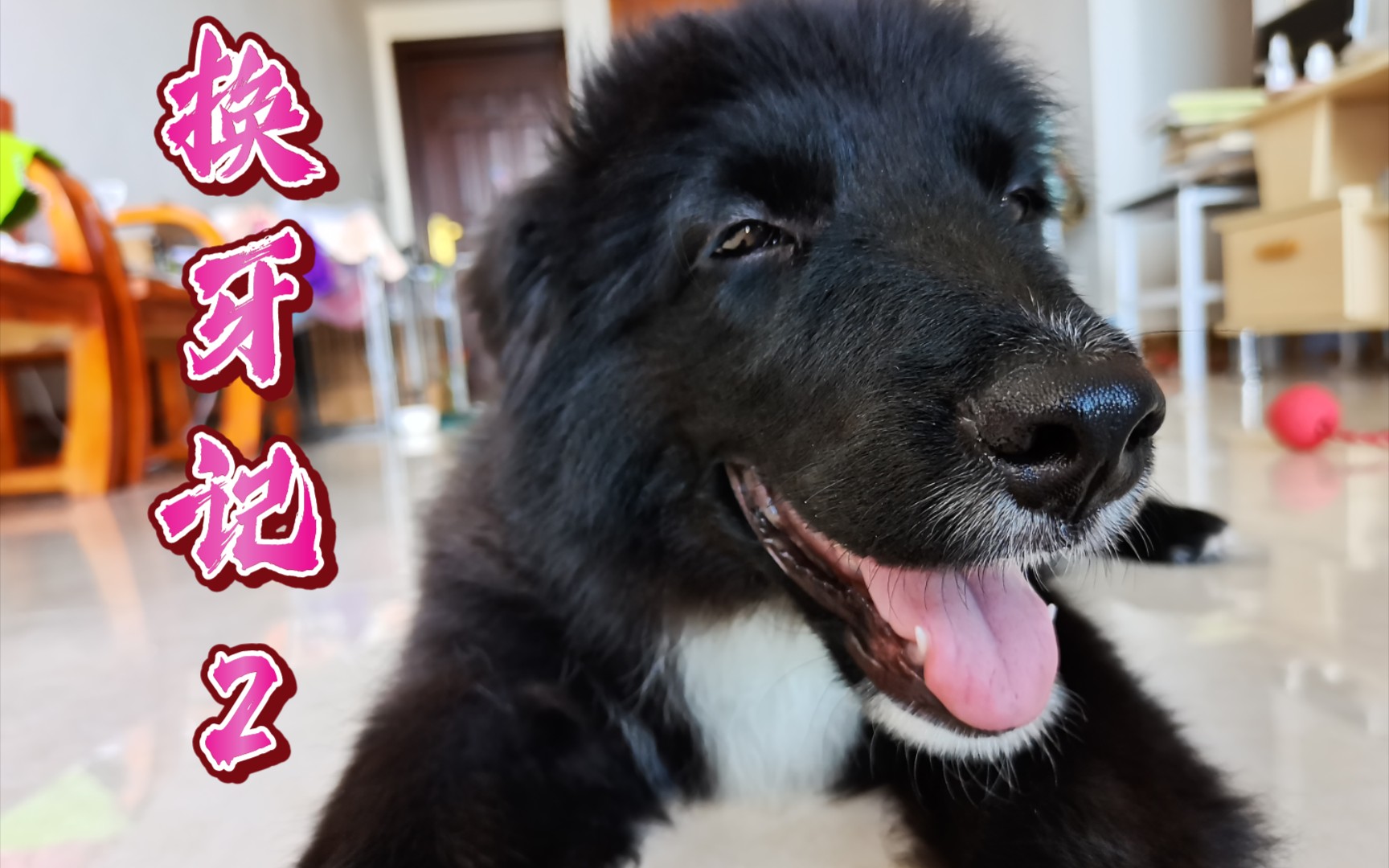 【边牧金毛混血】掉的两颗上门牙第二天就长出来了,今天又掉了两颗上