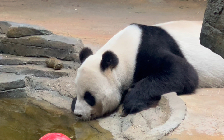 【大熊猫晶晶】趴趴熊,喝水的姿势也好可爱