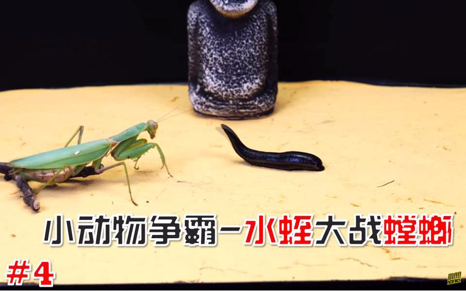 水螳螂大战螳螂图片