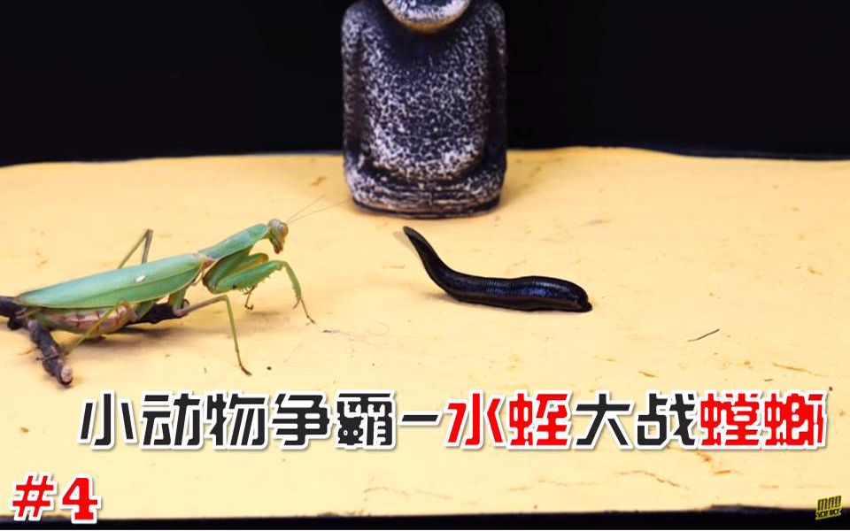 小动物争霸reptilefeedings第04期水蛭大战螳螂