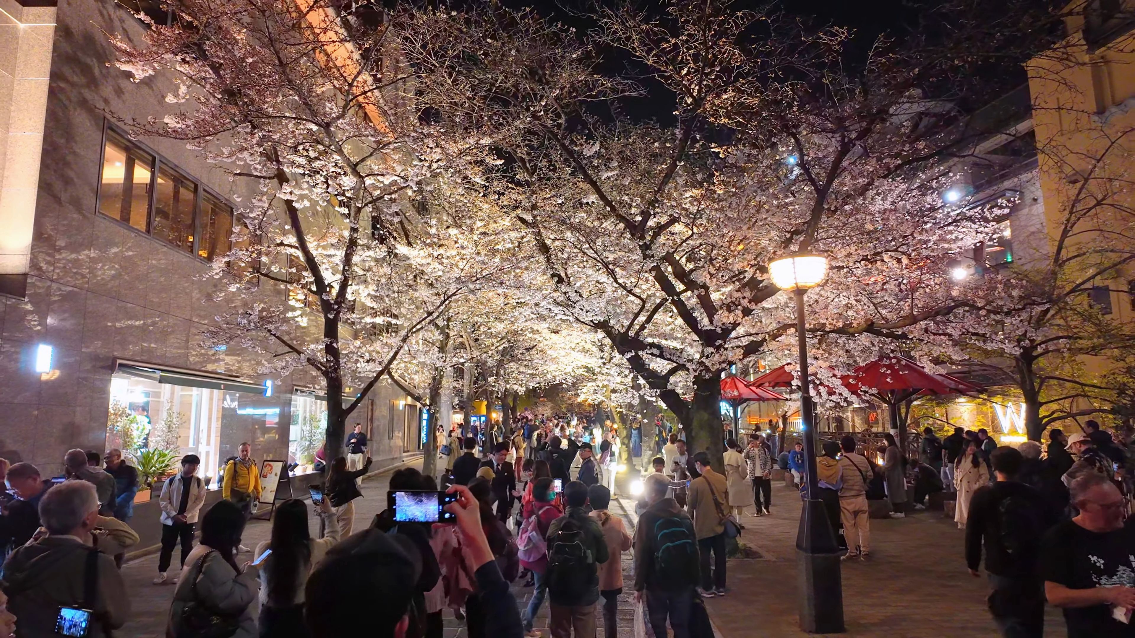 【超清日本】【京都】【4K】2024 樱花季 京都 4月3日在雨中漫步京都的法然院、哲学之道和银阁寺赏樱哔哩哔哩bilibili