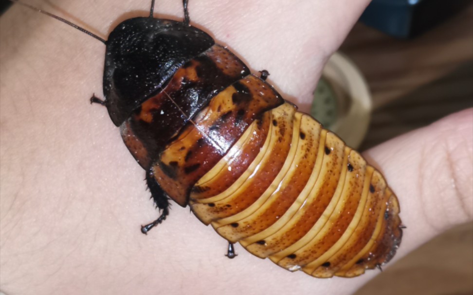 01.17马岛发声蟑螂愉快的一天