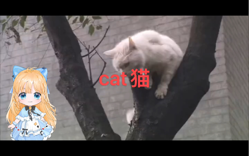 英语说词解字cat&puss哔哩哔哩bilibili