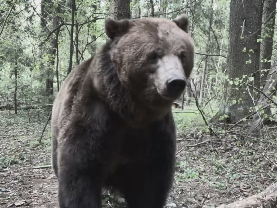 大熊纪录片森林大逃亡