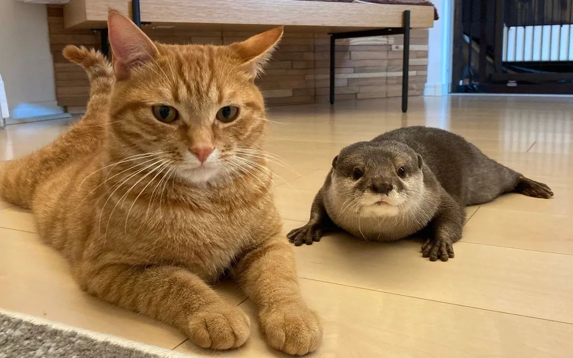 水獭&猫:你是不是在外面养狗了!我闻到了!【小樱花和小年糕】