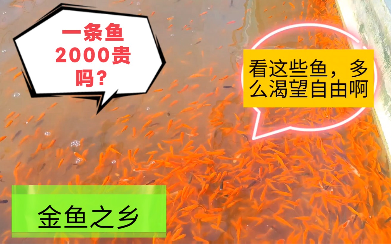 一条鱼2000贵吗?,北京朝阳黑庄户这个市场,金鱼之乡养眼漂亮心情愉悦哔哩哔哩bilibili