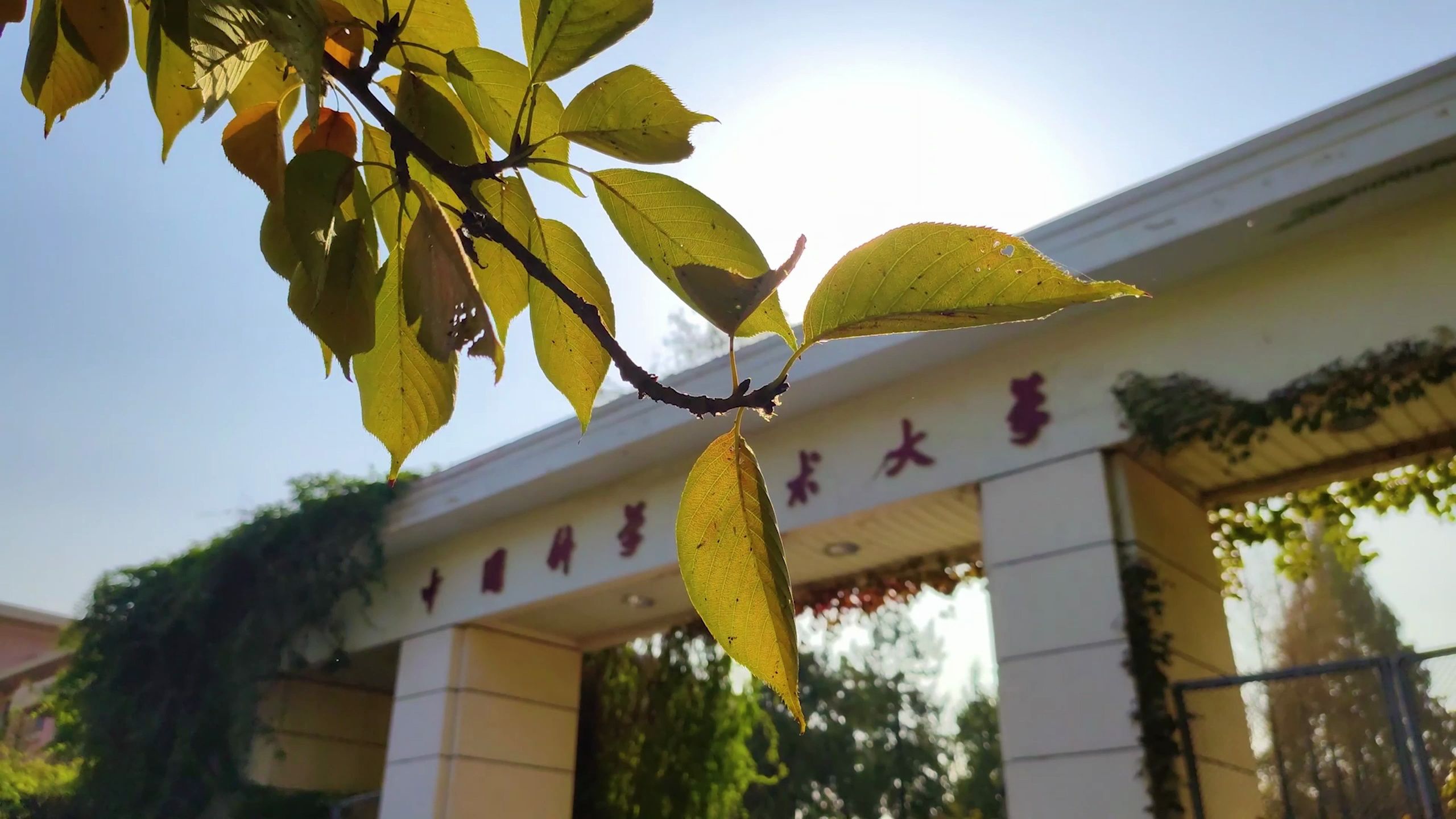 科大四季 | 春日樱花,夏日荷塘,秋日银杏,冬日白雪,陪你走过中国科大