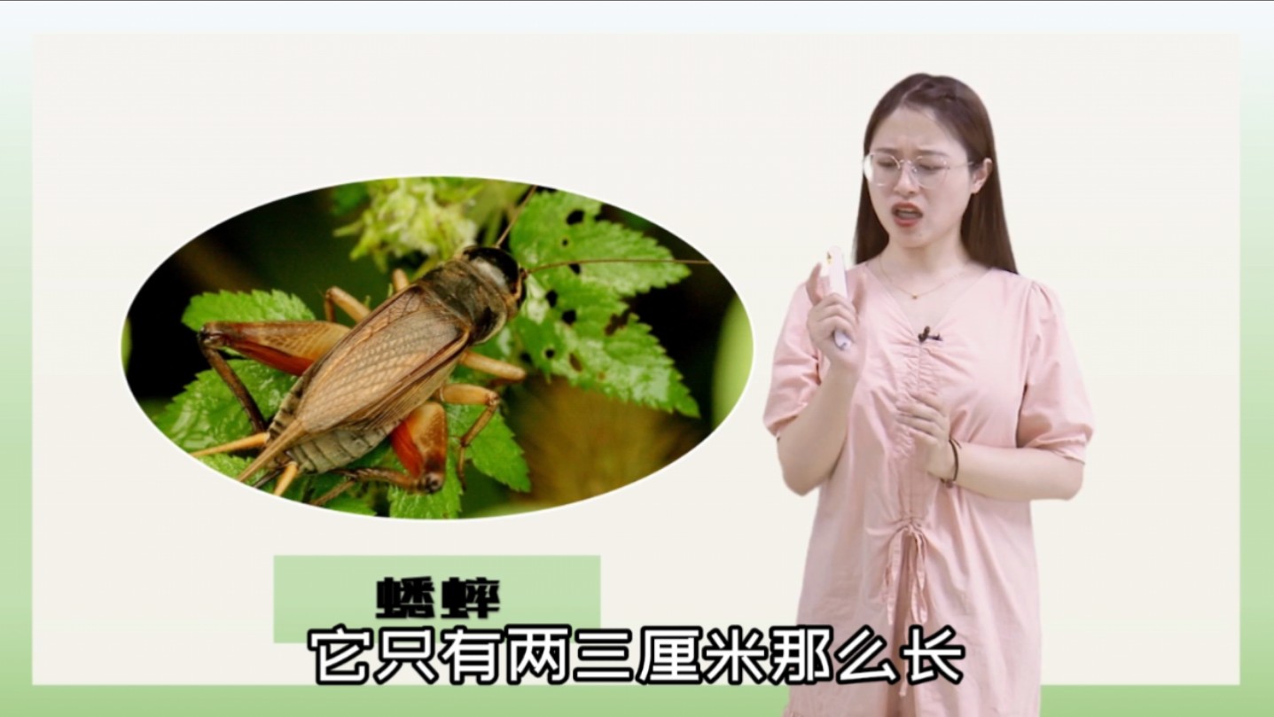 时代广场蟋蟀的作者是谁(时代广场的蟋蟀的系列作品)