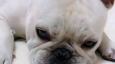 动物的各种大懒虫,睡什么睡,起来嗨