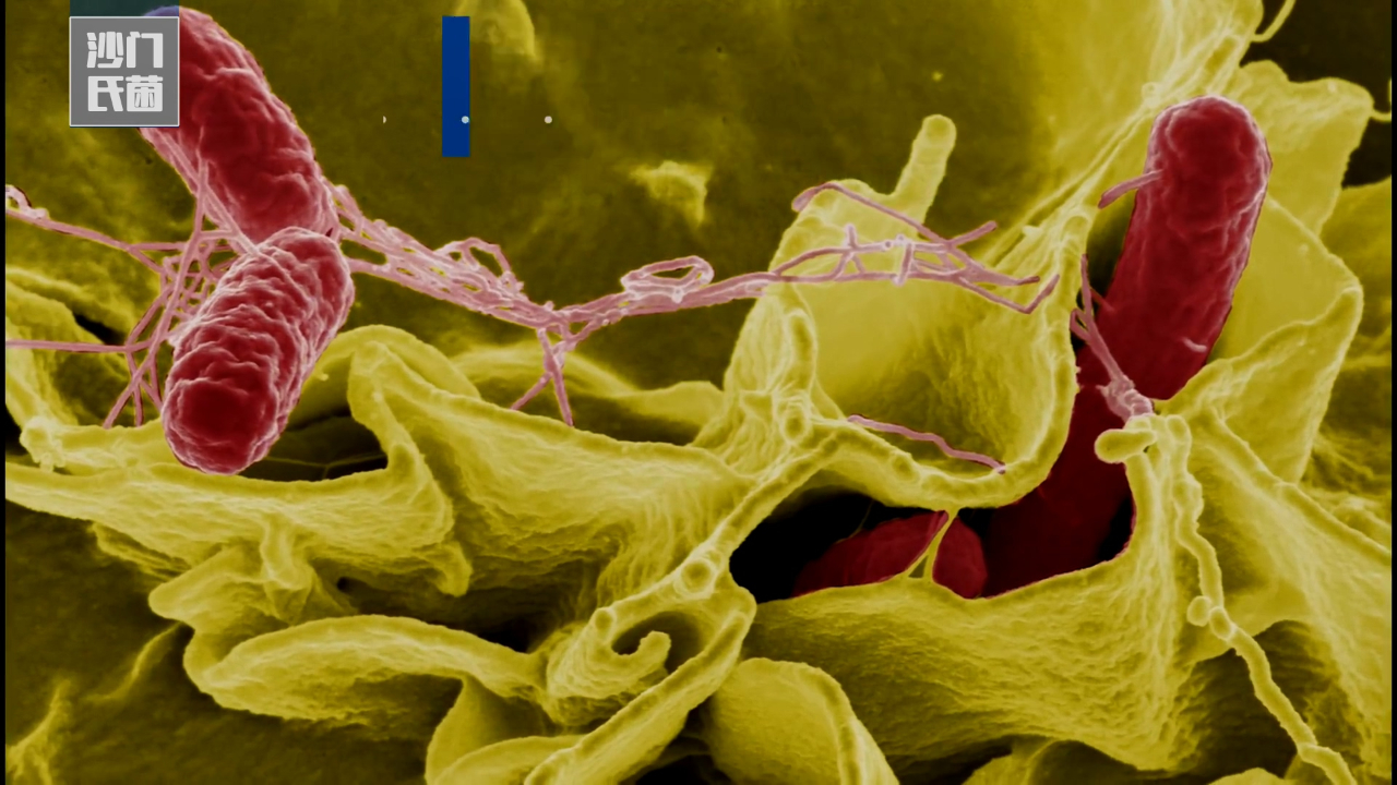 你了解沙门氏菌吗?日常生活中我们要怎样预防它呢?哔哩哔哩bilibili